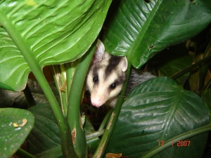 opossum4_Setz