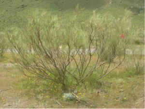 An intact Retama sphaerocarpa nurse plant system in the semi-arid lowland of southeastern Spain with the nurse shrub and its understory community of beneficiary species. 