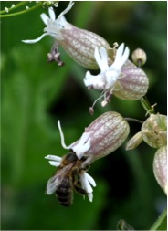A bee visiting diseased Silene vulgaris, complete with visible dark fungal spores at the tips of protruding anthers.