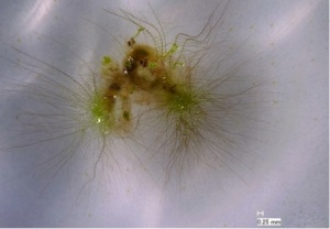 Moss protonema germinated from slug feces in a previous lab experiment (for details see Boch et al. 2013. Fern and bryophyte endozoochory by slugs. Oecologia 172: 817–822).