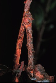 Figure 2. Camouflaged inchworm caterpillar on its host plant, manzanita, in southern Arizona. Photo by Michael S. Singer.
