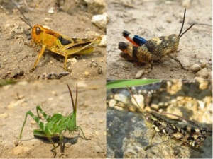Grasshoppers1