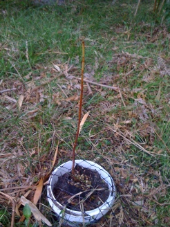Photos 1 & 2: Our focal seedling Eucalyptus pilularis before and after browsing by a swamp wallaby.