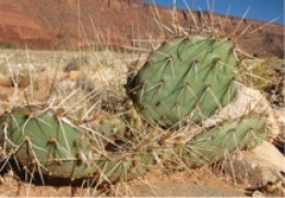 A nonspiny cactus plant